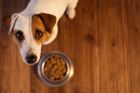 Как да изберем най-добрата храна за кучето си