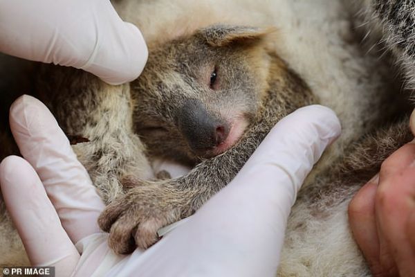 Нова надежда: за първи път след пожарите в Австралия се роди бебе коала
